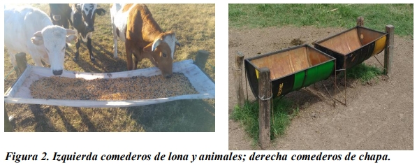 Evaluación de la inclusión de taninos en la dieta de novillos engordados a corral. Eficiencia productiva. - Image 2