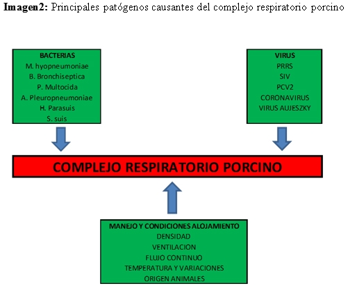 Gestión y manejo del cebo en ganado porcino - Image 8