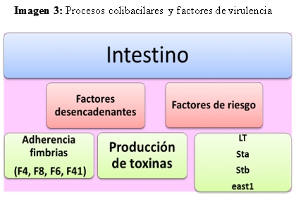 Gestión y manejo del cebo en ganado porcino - Image 10