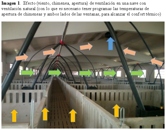 Gestión y manejo del cebo en ganado porcino - Image 2