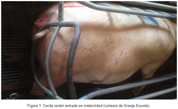 Experiencia de implantación de un pienso de periparto - Image 1