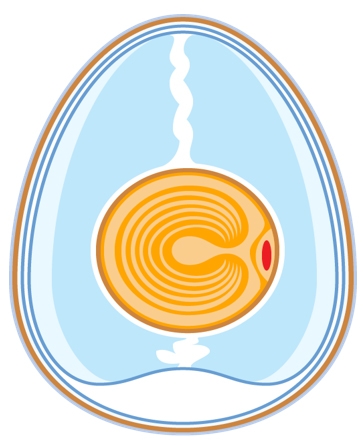 Fertilización y mortalidad embrionaria. ¿Cuál es la relación? - Image 5