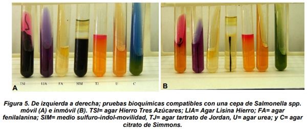 Salmonella sp. en cama de aves - Image 6