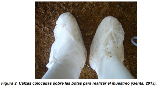 Salmonella sp. en cama de aves - Image 3