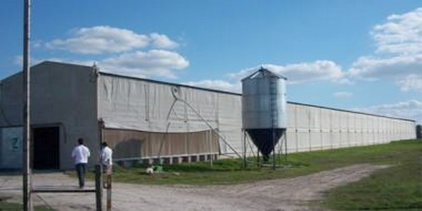 La producción de huevo en Argentina - Image 4