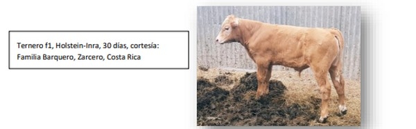 Levantar las mejores novillas es sinónimo de rentabilidad lechera - Image 4