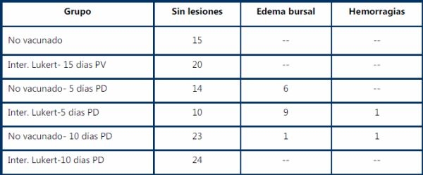 Evaluacion de la eficacia de una vacuna a virus vivo modificado cepa lukert intermedia contra un virus muy virulento de la infección de la bolsa de fabricio administrada en pollos de engorda con anticuerpos maternos utilizando el analisis digital de deplesion linfoide. - Image 4