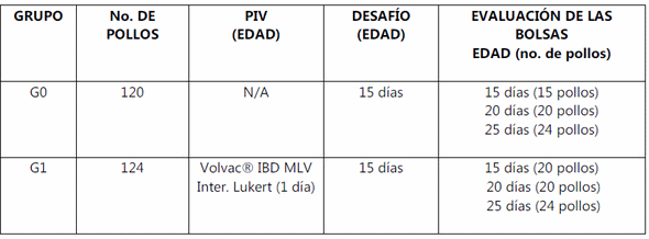 Evaluacion de la eficacia de una vacuna a virus vivo modificado cepa lukert intermedia contra un virus muy virulento de la infección de la bolsa de fabricio administrada en pollos de engorda con anticuerpos maternos utilizando el analisis digital de deplesion linfoide. - Image 1