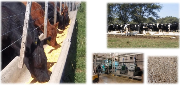 Fortalezas del uso de expeller de soja en Bovinos para Carne - Image 1