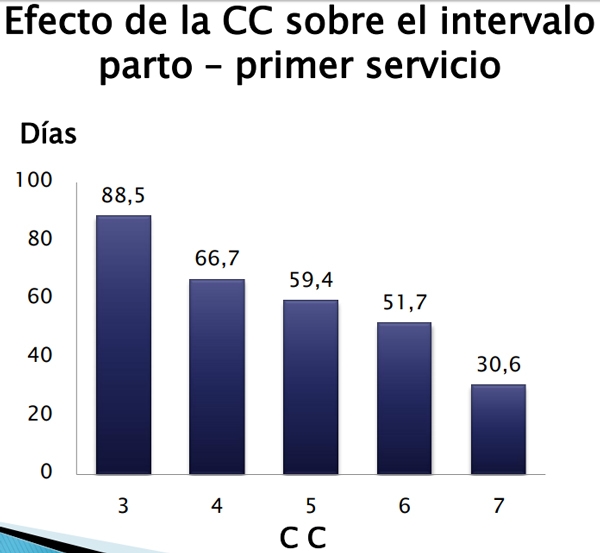 Fortalezas del uso de expeller de soja en Bovinos para Carne - Image 4