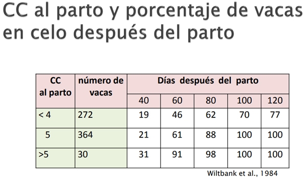 Fortalezas del uso de expeller de soja en Bovinos para Carne - Image 3