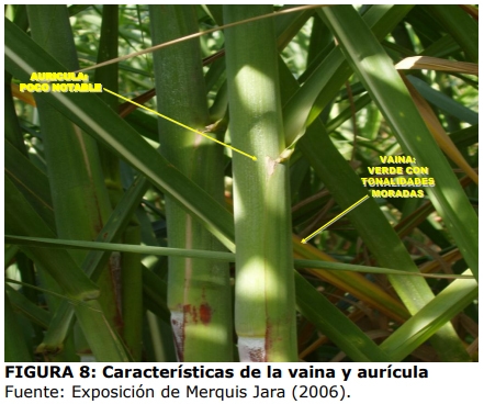 Técnica para la identificación de variedades y especies de caña de azúcar - Image 8