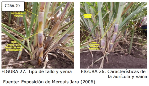 Técnica para la identificación de variedades y especies de caña de azúcar - Image 21