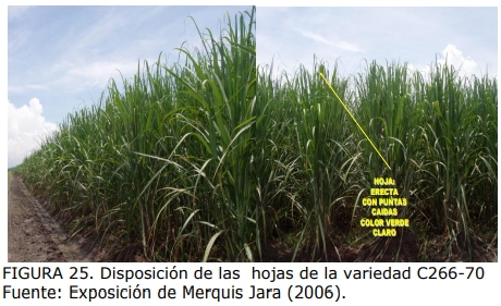 Técnica para la identificación de variedades y especies de caña de azúcar - Image 22