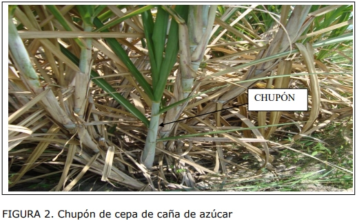 Técnica para la identificación de variedades y especies de caña de azúcar - Image 2