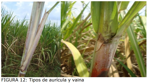 Técnica para la identificación de variedades y especies de caña de azúcar - Image 11