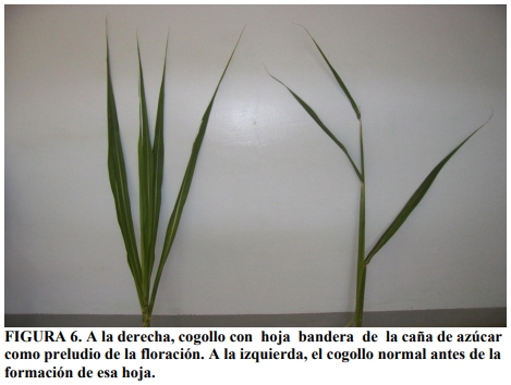 Técnica para la identificación de variedades y especies de caña de azúcar - Image 6
