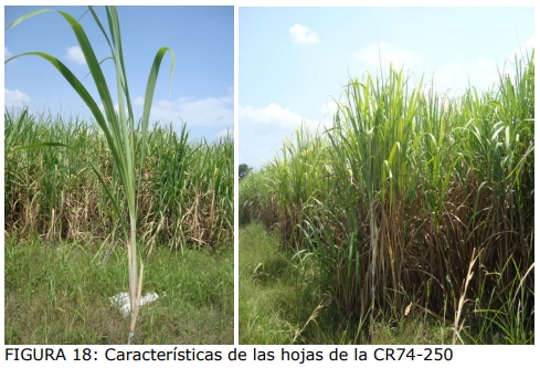 Técnica para la identificación de variedades y especies de caña de azúcar - Image 15