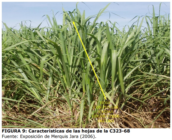 Técnica para la identificación de variedades y especies de caña de azúcar - Image 9