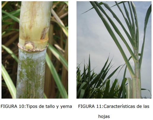 Técnica para la identificación de variedades y especies de caña de azúcar - Image 10