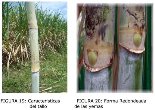Técnica para la identificación de variedades y especies de caña de azúcar - Image 16