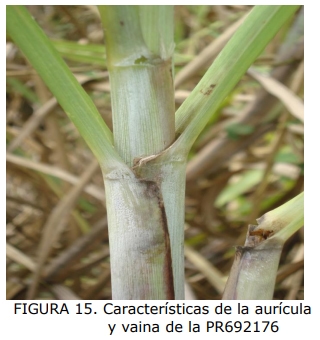 Técnica para la identificación de variedades y especies de caña de azúcar - Image 13