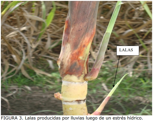 Técnica para la identificación de variedades y especies de caña de azúcar - Image 3