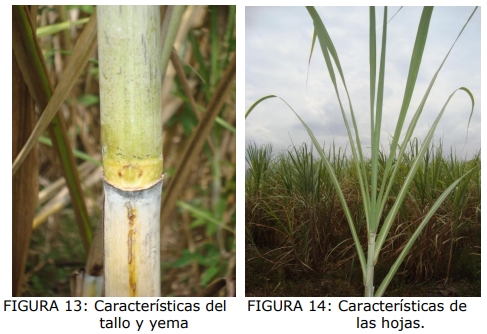 Técnica para la identificación de variedades y especies de caña de azúcar - Image 12