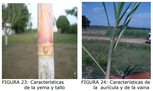 Técnica para la identificación de variedades y especies de caña de azúcar - Image 18