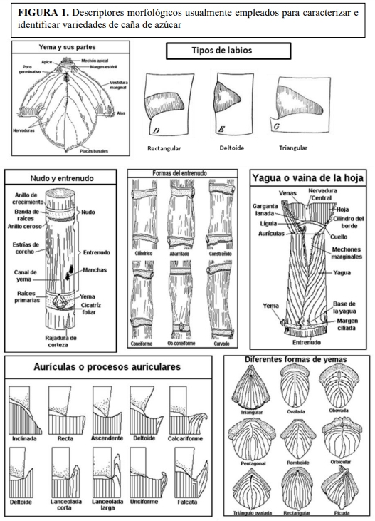 Técnica para la identificación de variedades y especies de caña de azúcar - Image 1