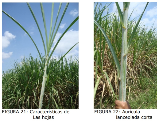 Técnica para la identificación de variedades y especies de caña de azúcar - Image 17