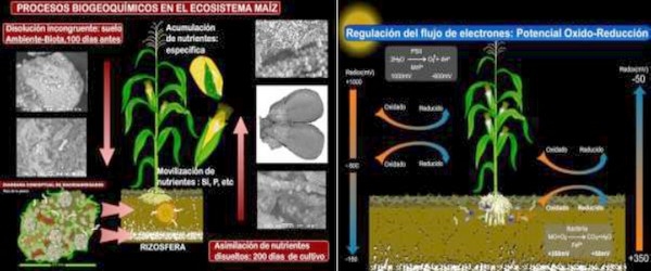 Manejo Soil4+ en el cultivo del maíz - Image 5