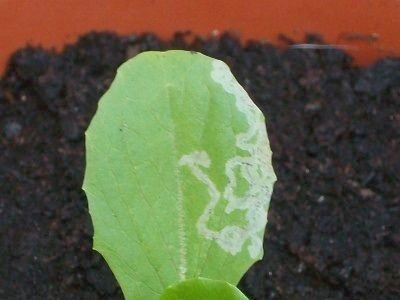 Elaboración de insecticidas orgánicos para el control integrado de las plagas de las zonas estacionalmente secas de la provincia de Loja - Image 6