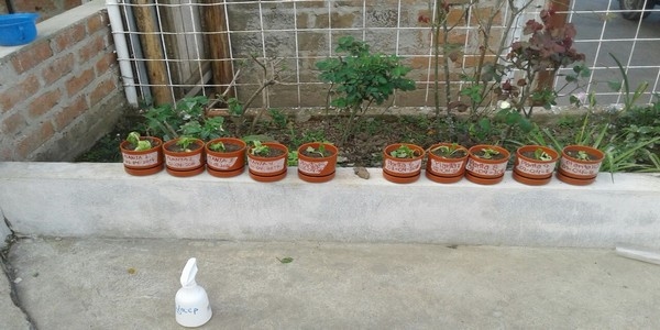 Elaboración de insecticidas orgánicos para el control integrado de las plagas de las zonas estacionalmente secas de la provincia de Loja - Image 37