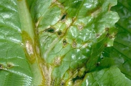 Elaboración de insecticidas orgánicos para el control integrado de las plagas de las zonas estacionalmente secas de la provincia de Loja - Image 10