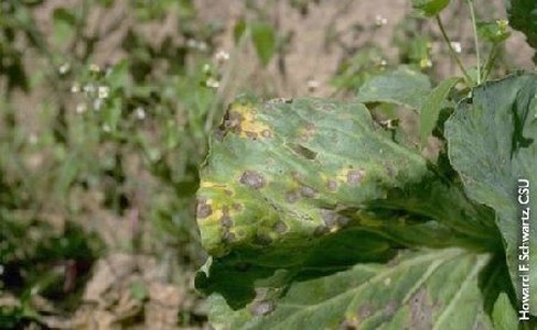 Elaboración de insecticidas orgánicos para el control integrado de las plagas de las zonas estacionalmente secas de la provincia de Loja - Image 9