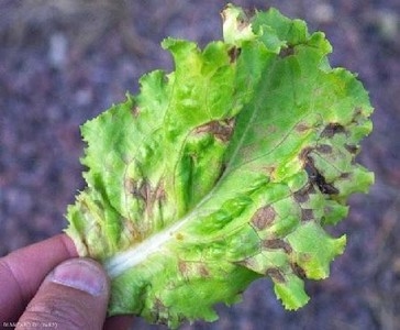 Elaboración de insecticidas orgánicos para el control integrado de las plagas de las zonas estacionalmente secas de la provincia de Loja - Image 11