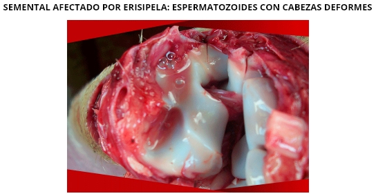 Erisipela porcina la enfermedad olvidada - Image 4