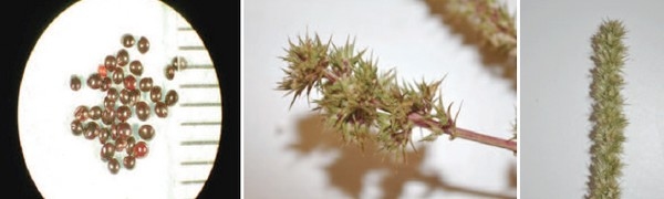 ¿Cómo identificar Amaranthus palmeri? - Image 2