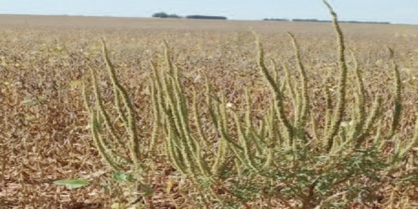 ¿Cómo identificar Amaranthus palmeri? - Image 3
