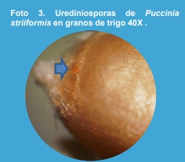 Manejo de la roya amarilla causada por Puccinia striiformis en trigo (Triticum aestivum L.) bajo diferentes niveles de fertilización nitrogenada en el norte de la provincia de Buenos Aires. - Image 3