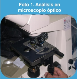 Primer informe de supervivencia de invierno de Phakopsora pachyrhizi en kudzu (Pueraria lobata), en la provincia de Buenos Aires, Argentina. - Image 1