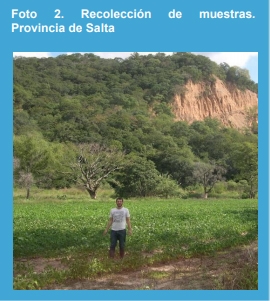 Relación entre la severidad de los síntomas del tizón foliar por Cercospora en el pecíolo y la incidencia de la mancha púrpura en las semillas causadas por Cercospora kikuchii en soja en la Argentina. - Image 2