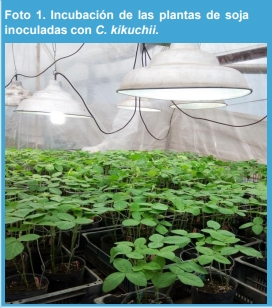Métodos de inoculación de Cercospora kikuchii en soja (Glycine max L.) bajo condiciones contraladas en invernáculo. - Image 2
