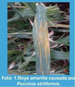 Diagnóstico y análisis de la evolución temporal de las enfermedades en diferentes cultivares de trigo (Triticum aestivum L. MERR.) en la localidad de Junín, Buenos Aires. - Image 1