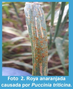 Diagnóstico y análisis de la evolución temporal de las enfermedades en diferentes cultivares de trigo (Triticum aestivum L. MERR.) en la localidad de Junín, Buenos Aires. - Image 2