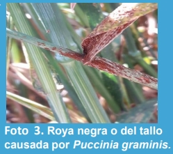 Diagnóstico y análisis de la evolución temporal de las enfermedades en diferentes cultivares de trigo (Triticum aestivum L. MERR.) en la localidad de Junín, Buenos Aires. - Image 3