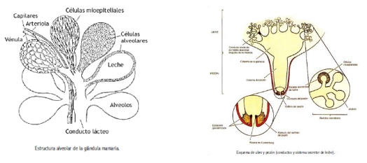 Efecto de la mastitis clínica sobre la culminación de la preñez en vacas holstein de crianza intensiva – Lima - Image 1