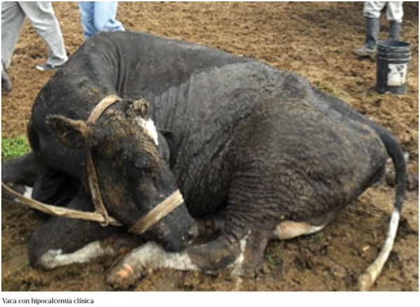 Hipocalcemia en vacas. Si se trabaja antes, no hay nada que temer - Image 1