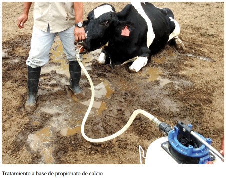 Hipocalcemia en vacas. Si se trabaja antes, no hay nada que temer - Image 2